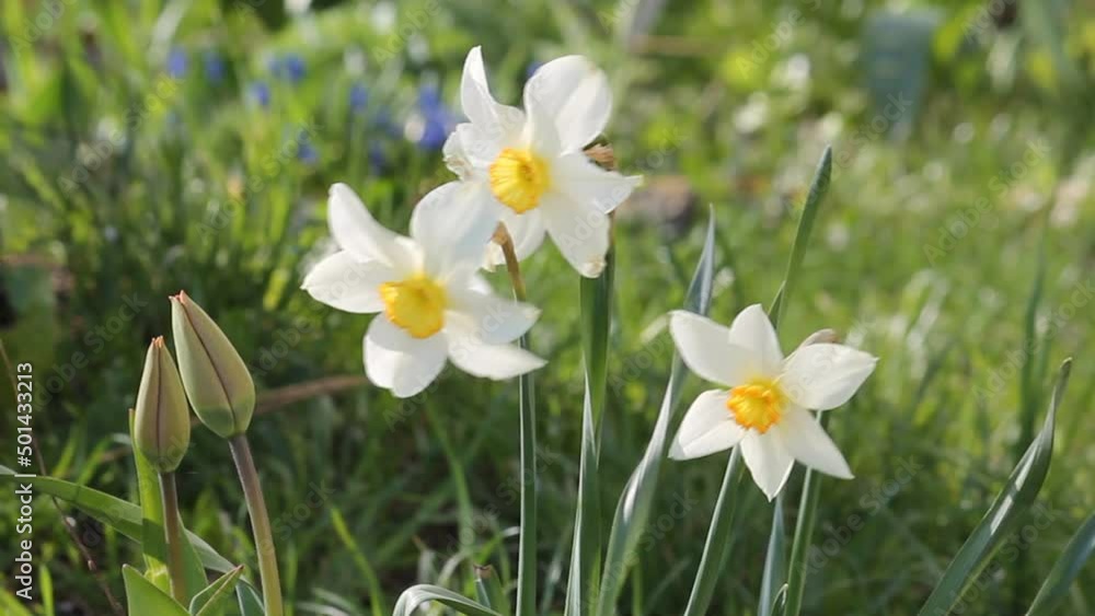 Three white daffodils flowers close-up in garden. April, Belarus Three white daffodils flowers close-up in garden. April, Belarus