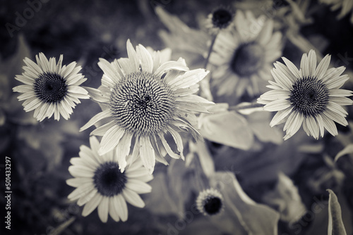 Asters in black and white