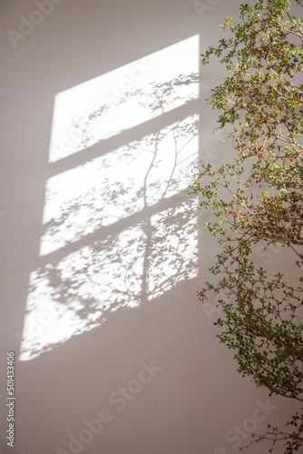 tree in window light