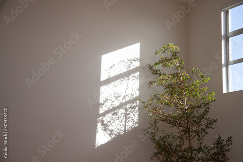 window light and tree