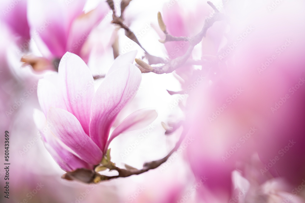 Różowe kwiaty magnolii  - obrazy, fototapety, plakaty 