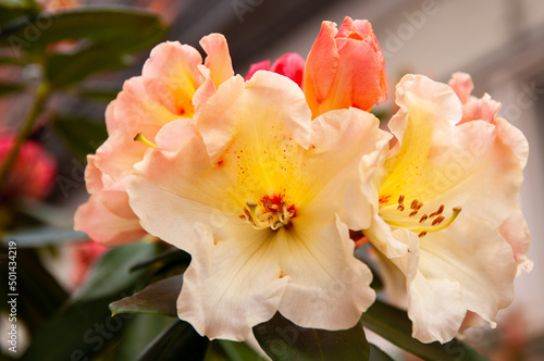 Rhododendron white flowers with pink and yellow dots in bloom, blooming evergreen shrub