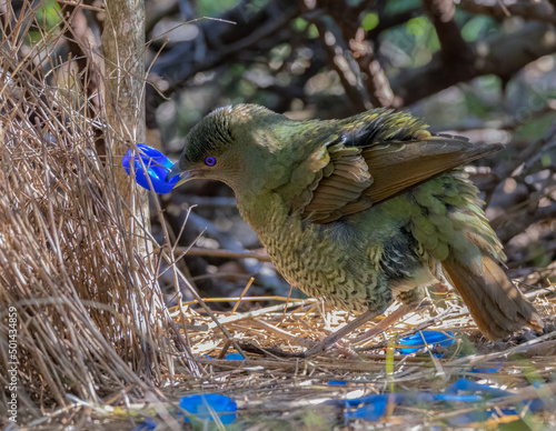 Fotobehang a female satin bowerbird bower holding a blue bottle cap at a bower in a forest