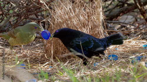 Print op canvas a female satin bowerbird enters a male's bower in a forest on the central coast