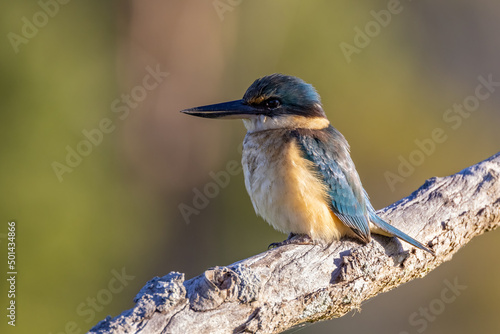 a sacred kingfisher perched on a branch at a wetland on the central coast of nsw © chris