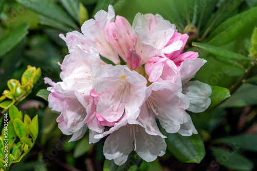 Rhododendron  Morning Magic  with very pale pink flowers
