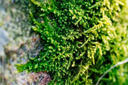 A flattened and shiny moss, Entodon cladorrhizans, on a moist boulder at the Belding Wildlife Management Area in Vernon, Connecticut.
