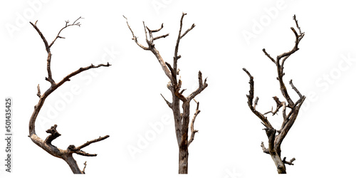 Set of dead tree with clipping path isolated on white background.