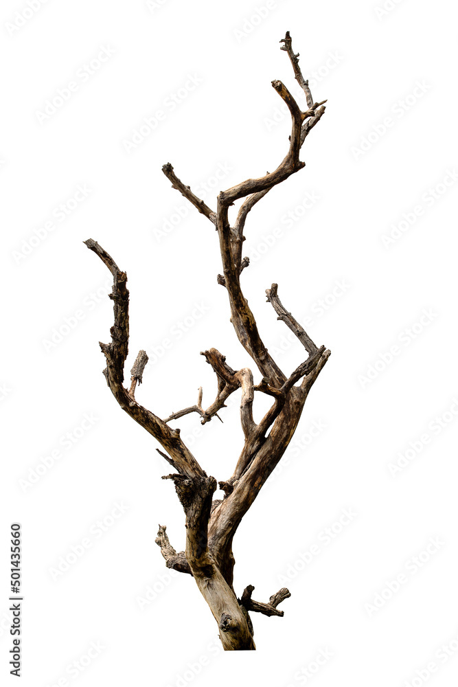 Branch of dead tree with clipping path isolated on white background. Branch of dead tree with clipping path isolated on white background.