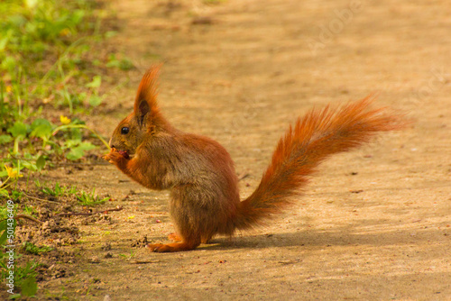 red squirrel sits on the sand in the park and eats a walnut © Paulina