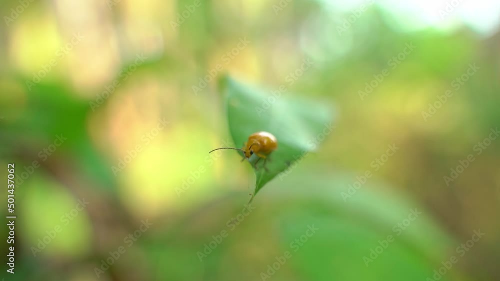 An insect is sitting on the leaves of a tree. An insect is sitting on the leaves of a tree.