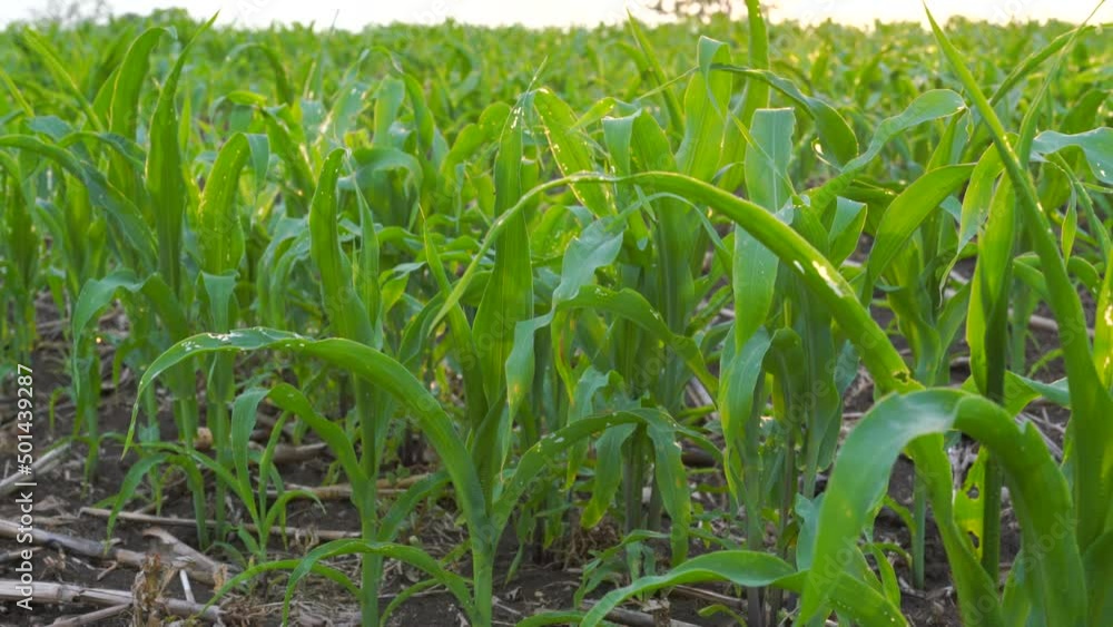 What causes the maize leaves being damaged,Corn leaf damaged by fall