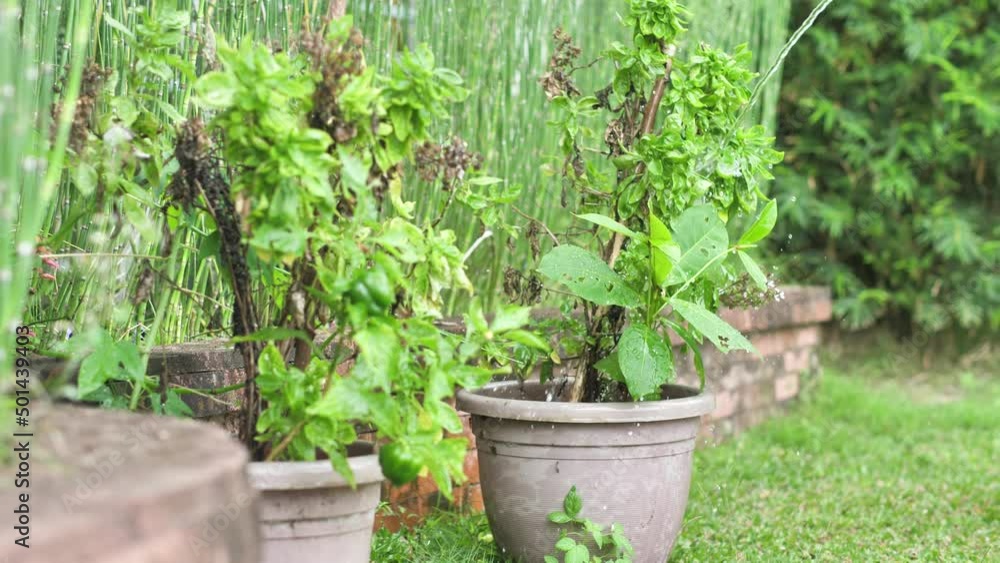 Carry out the procedure of watering with water from a hose of a herbaceous green plant planted in a gray flower pot. Near planted in pots and other flowers. Back garden maintenance. Carry out the procedure of watering with water from a hose of a herbaceous green plant planted in a gray flower pot. Near planted in pots and other flowers. Back garden maintenance.