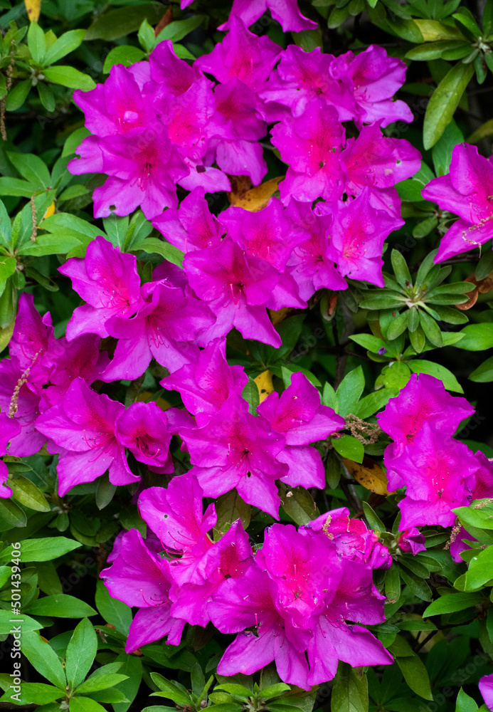pink flowers in the garden pink flowers in the garden