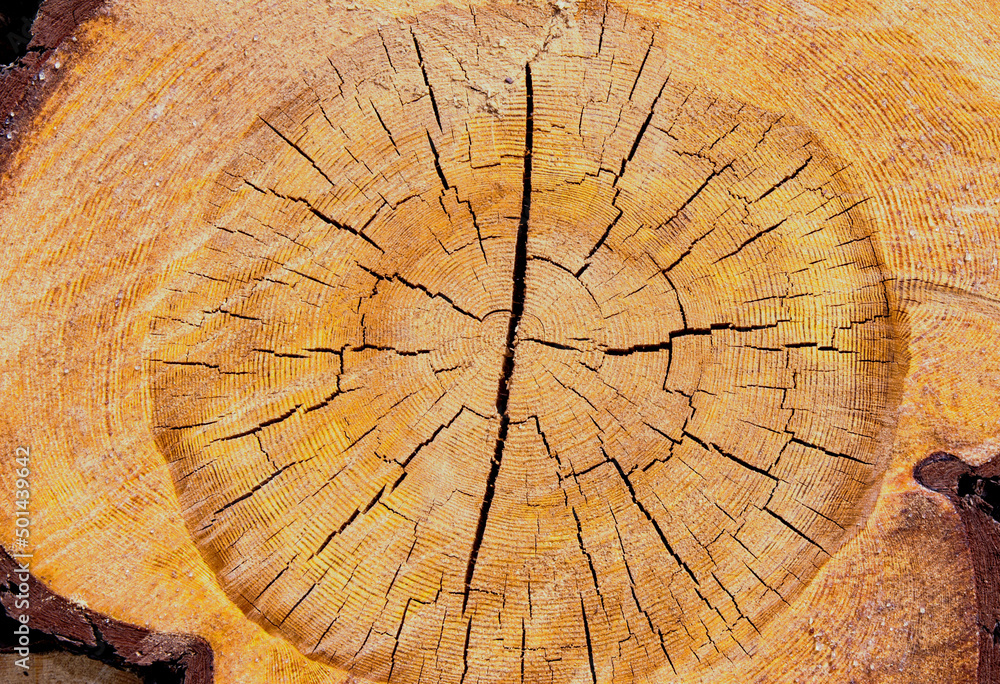The texture of a sawn pine cross section 
