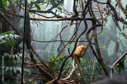 Photography monkey