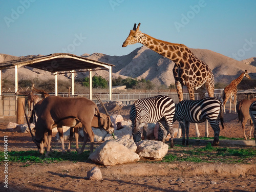 Fototapeta Naklejka Na Ścianę i Meble -  giraffe and zebras