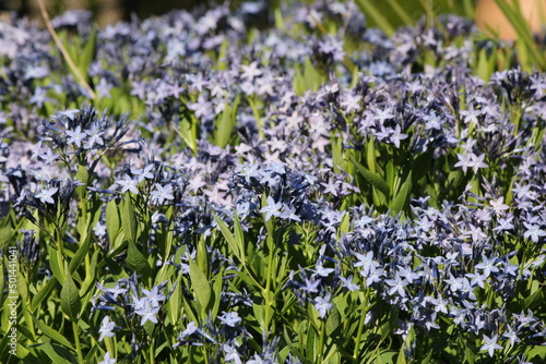 flowers in the field