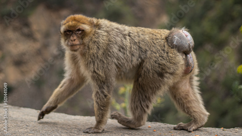 a macaque that walks and looks at us