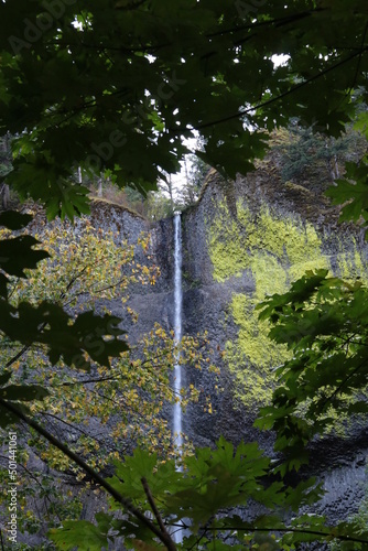 falls through the trees