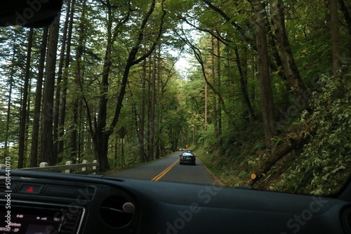 driving in the forest