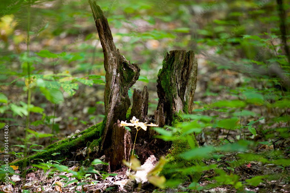 A tree trunk that appears to have a face. A tree trunk that appears to have a face.