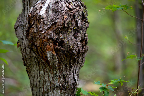 Quadro su tela A tree trunk that appears to have a face.