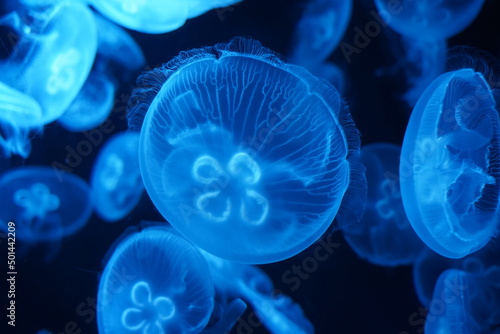 jelly fish in the aquarium | blue color  | Aurelia aurita | 海月水母