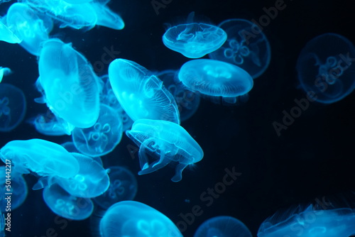 jelly fish in the aquarium | blue color | Aurelia aurita | 海月水母