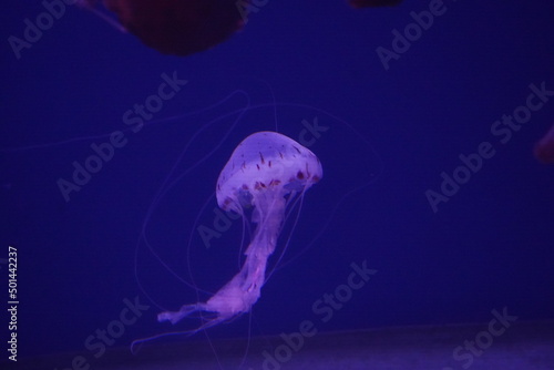 atlantic sea nettle jellyfish in the water
