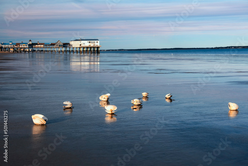 Photo Seashells on the beach at low tide and a view of the old wooden pier