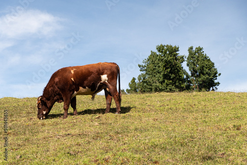 Bull grazing on the mountain, Represa del Sisga, Chocontá, Colombia.