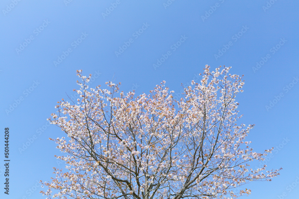 満開の桜を下から見上げる	
