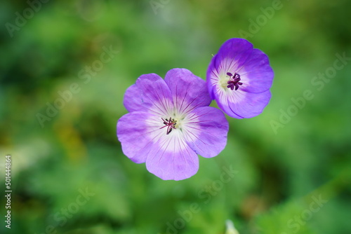 Geranium   Rozanne 