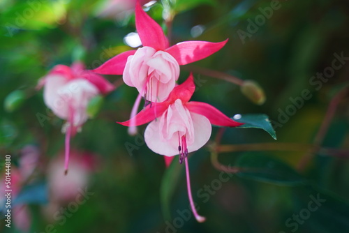 pink and white flower