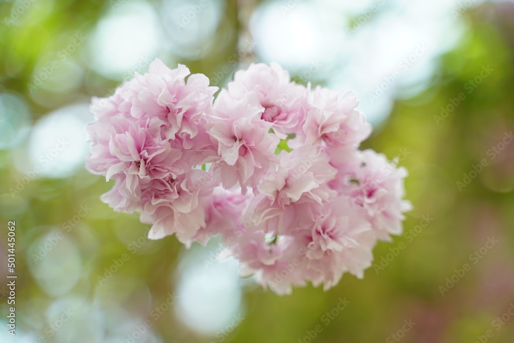 close up of Cherry blossoms