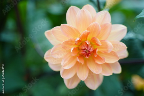 orange chrysanthemum flower