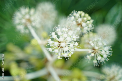 white flower of a dandelion