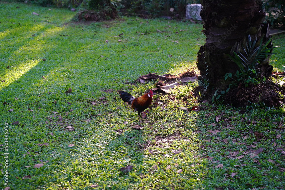 Red Junglefowl | rooster on the grass Red Junglefowl | rooster on the grass