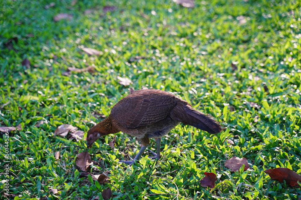 hen on the grass hen on the grass