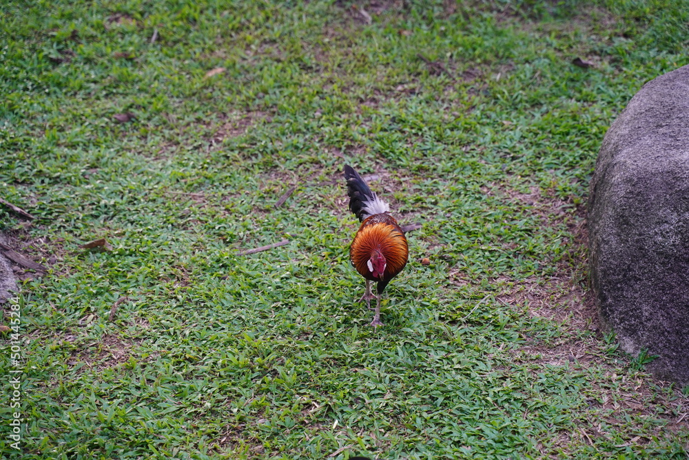 Obraz premium rooster on the grass