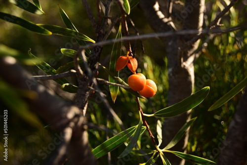 Native Apricot