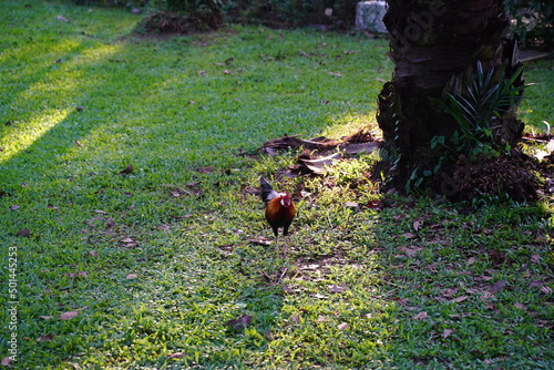 Red Junglefowl | Gallus gallus |  红原鸡 | rooster on the grass