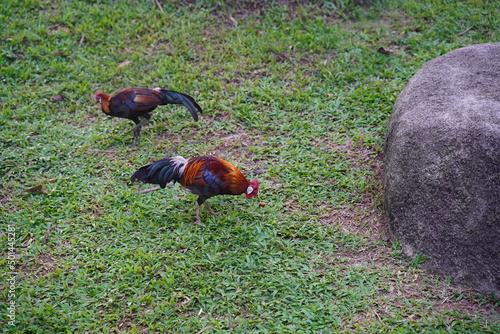 Red Junglefowl | Gallus gallus |  红原鸡 | rooster on the grass