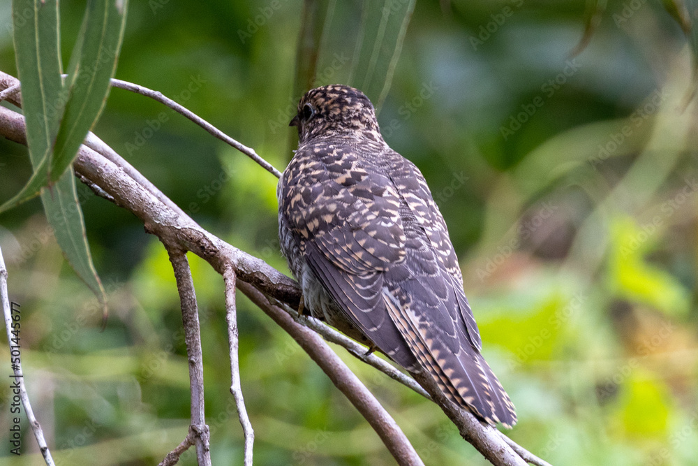 Brush Cuckoo in Queensland Australia Brush Cuckoo in Queensland Australia