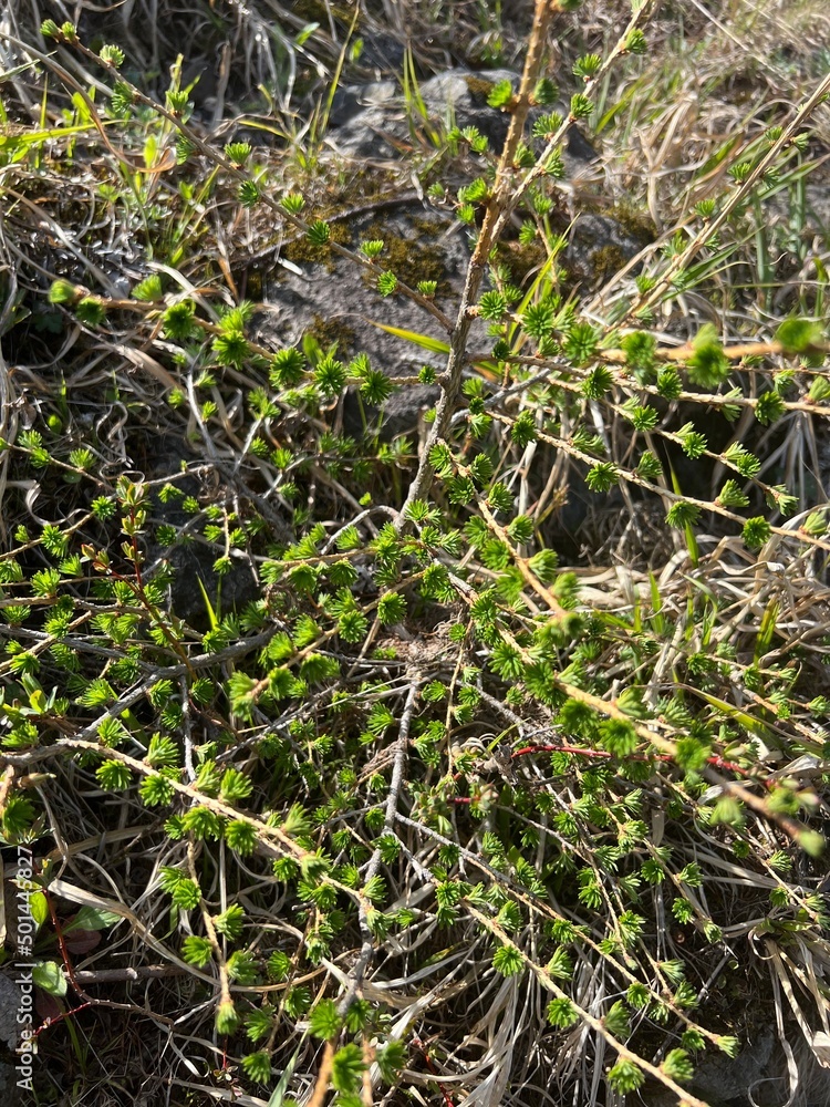 長野県上高地の日本固有種カラマツ