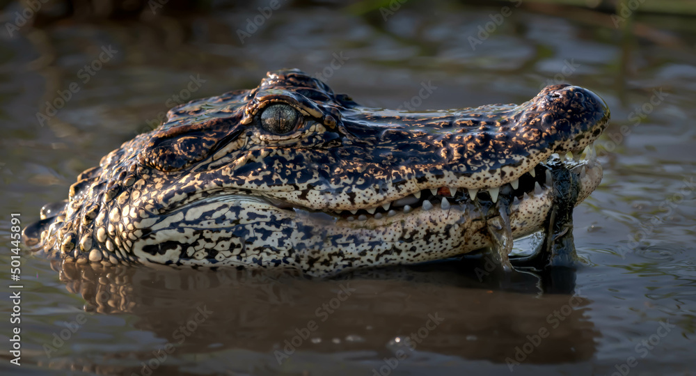 Obraz premium There is something in your teeth!