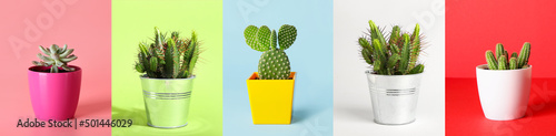 Pots with green cacti and succulent on colorful background