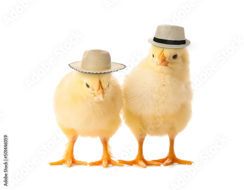 Cute funny chicks in stylish hats isolated on white
