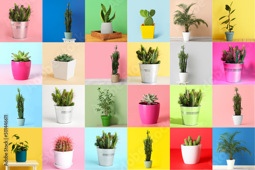 Collage with many beautiful green houseplants on colorful background